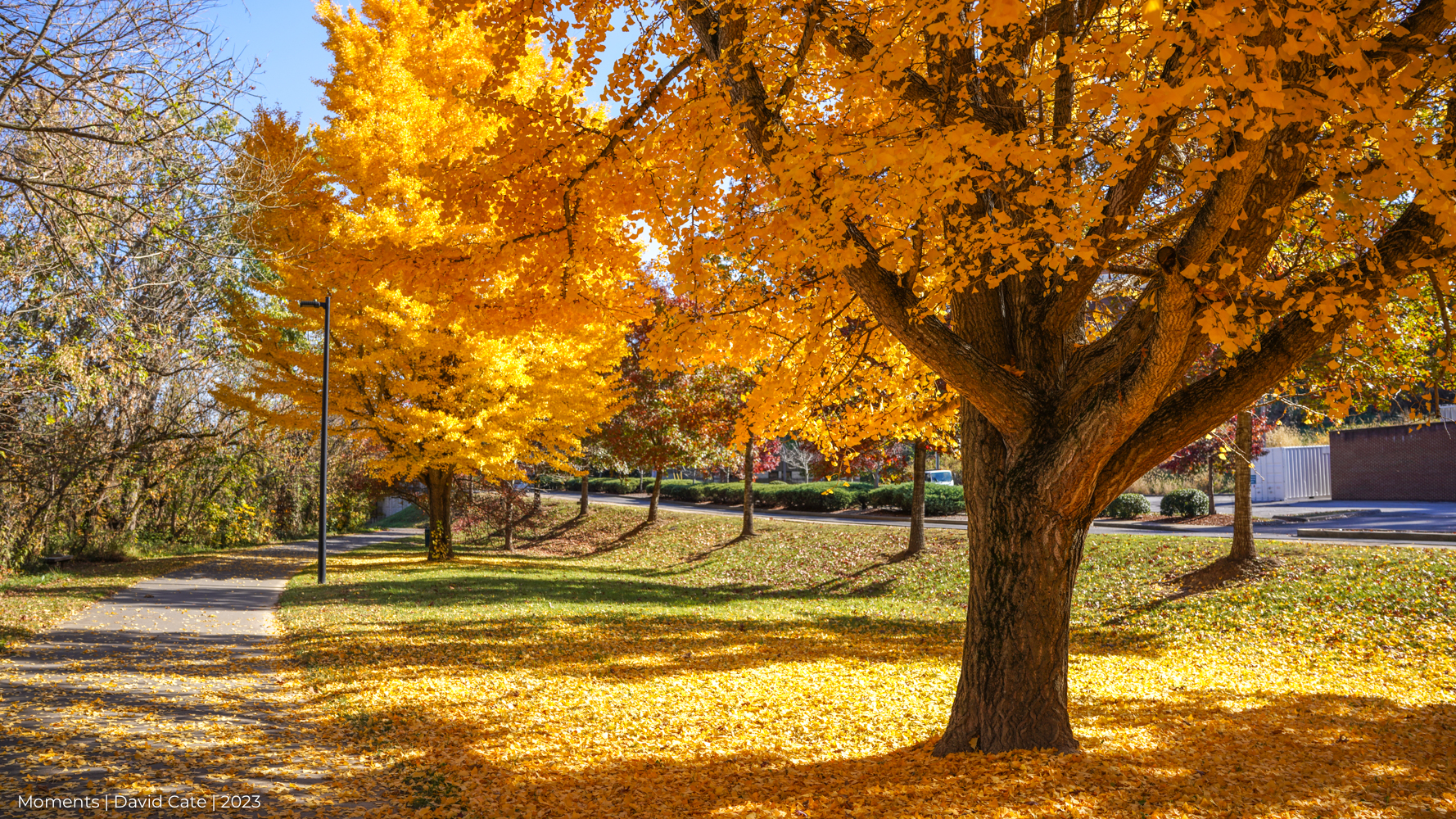 Living Fossils – These bright golden beauties have got it going on