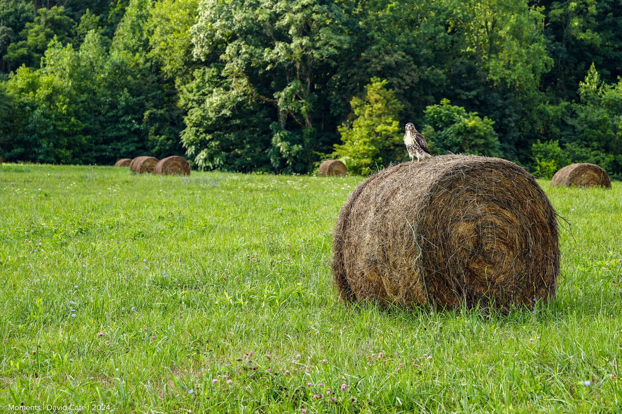 The Road Back To Rogersville – Old friends and a hawk’s reminder