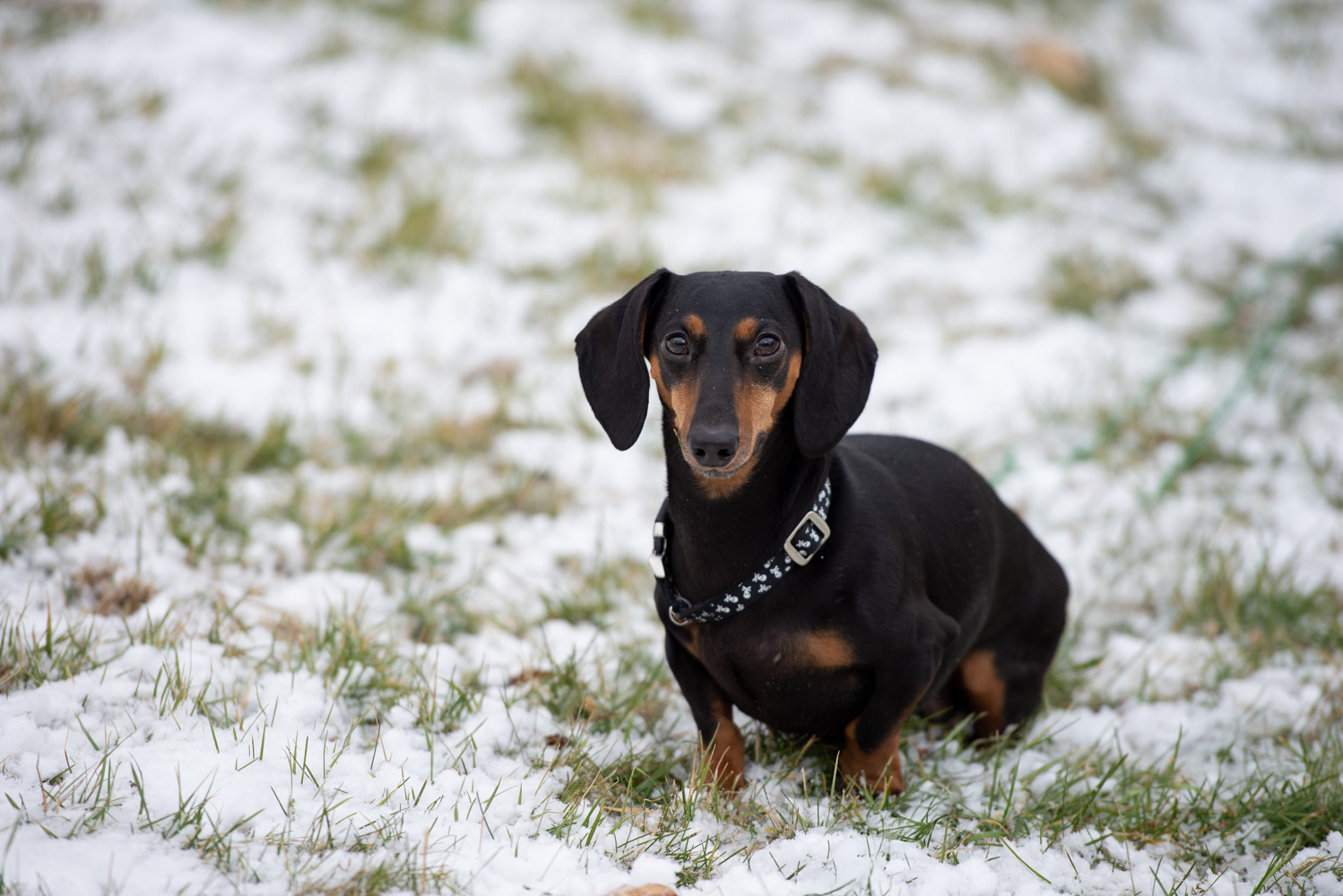 A Eulogy for Jake: The Limousine of Wiener Dogs